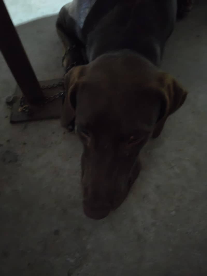 pointer 5