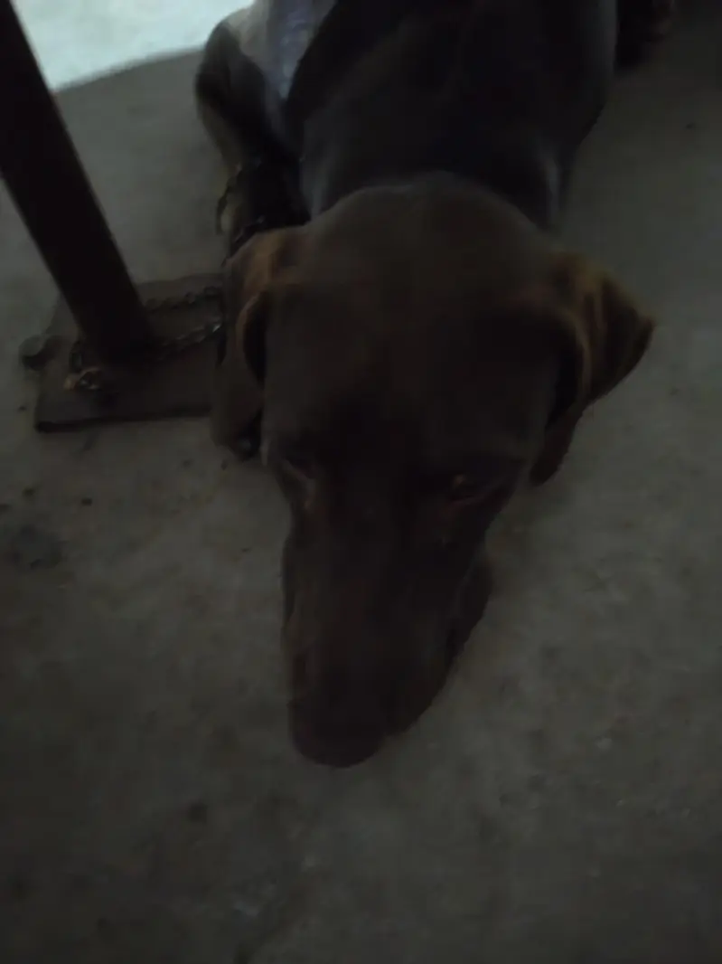pointer — photo 6