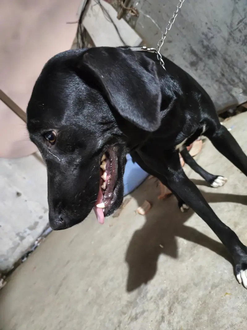 pointer — photo 8
