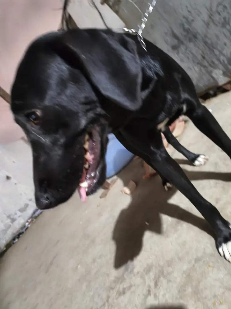 pointer — photo 9