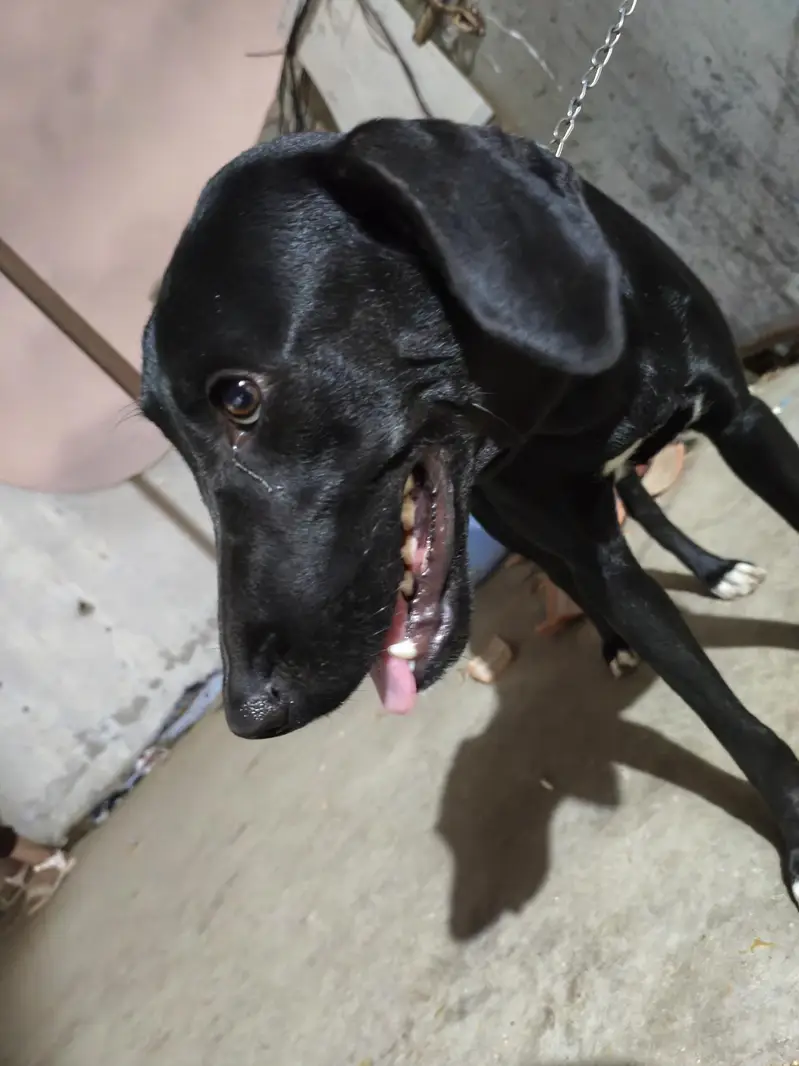 pointer — photo 10