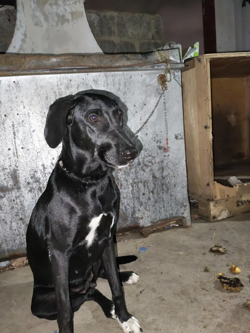 pointer — photo 11