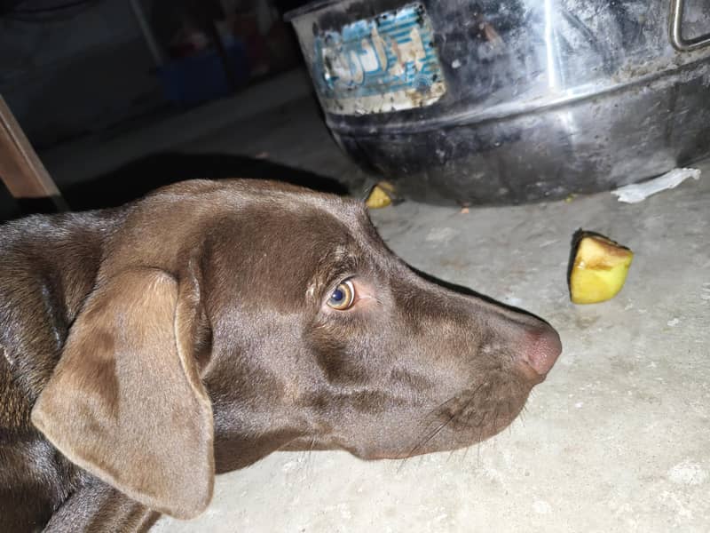 pointer 11