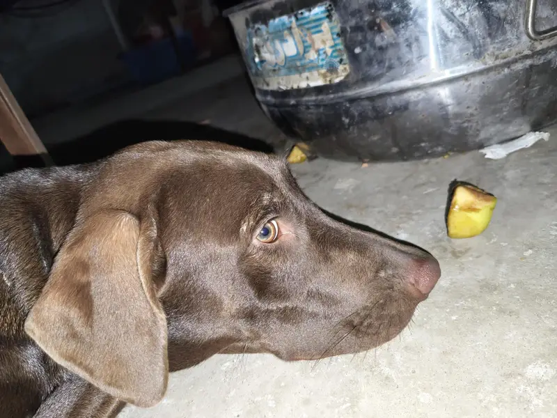 pointer — photo 12