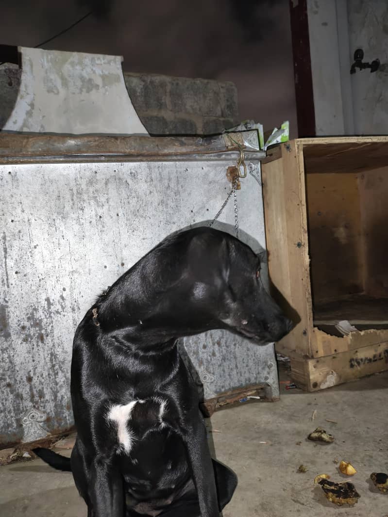 pointer 13