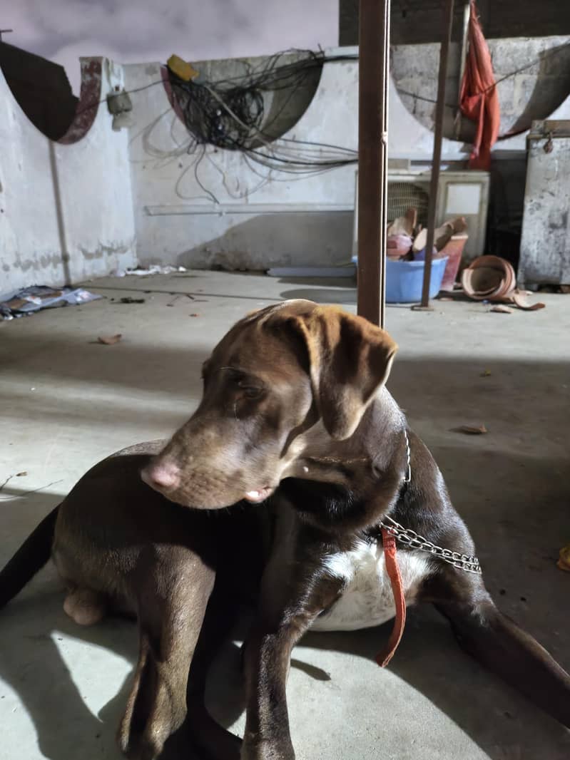 pointer 19