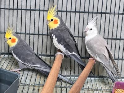 3 cockatiels for sale