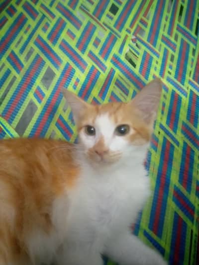 Persian cats for sale