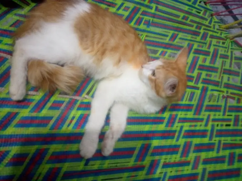Persian cats for sale — photo 2