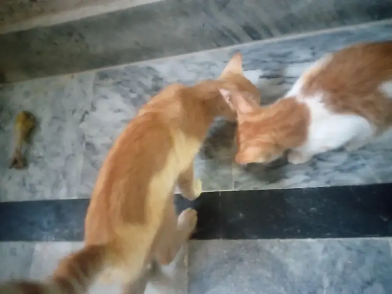 Persian cats for sale — photo 3