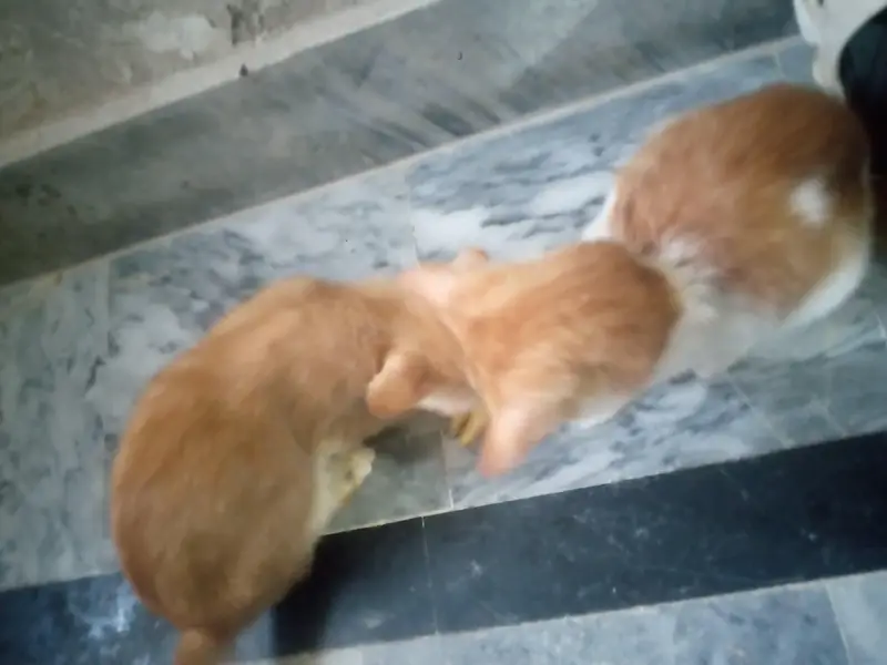 Persian cats for sale — photo 4