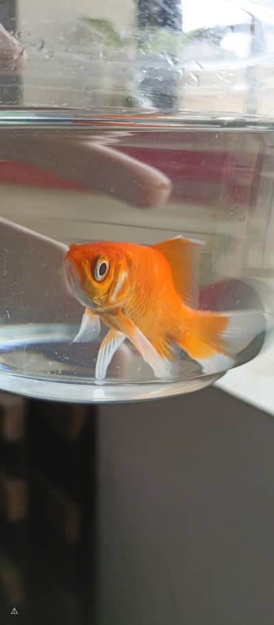 Goldfish