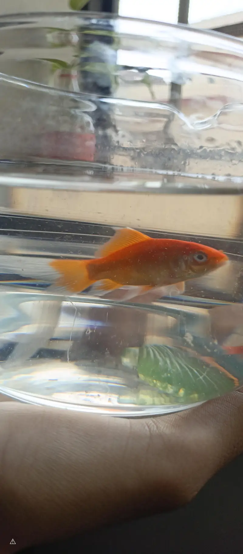 Goldfish — photo 2