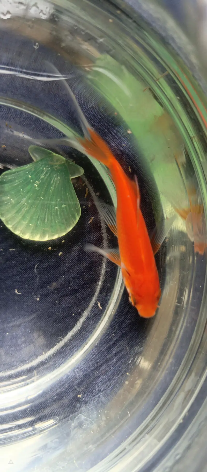 Goldfish — photo 3