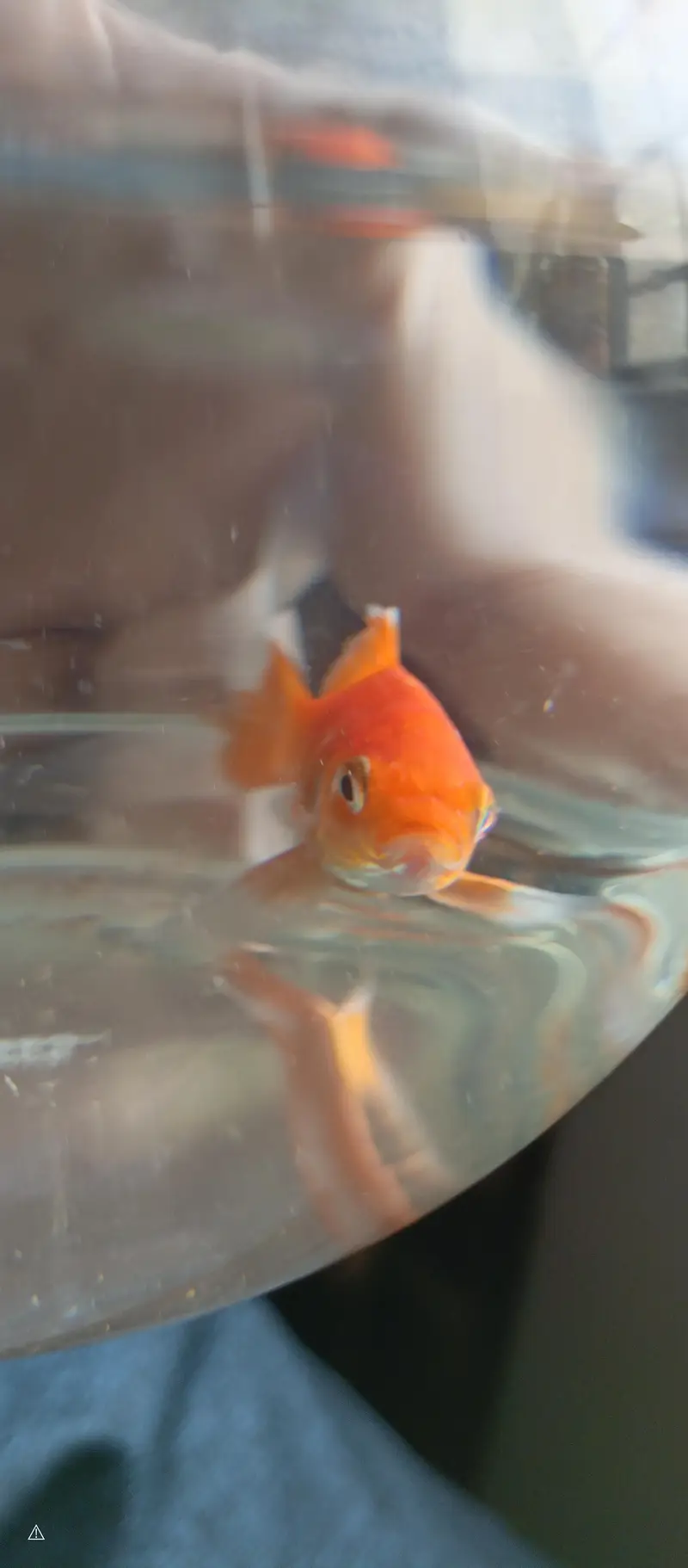 Goldfish — photo 4