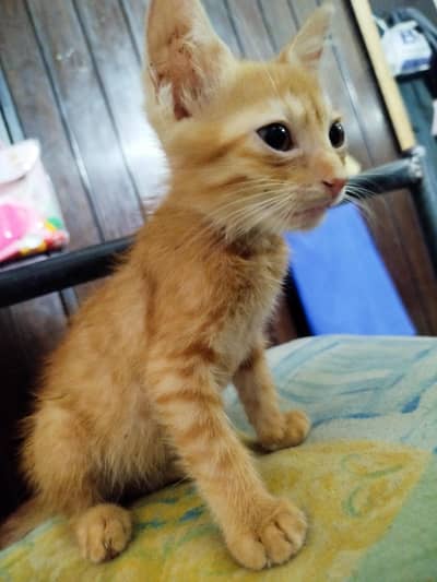 Persian mix kittens