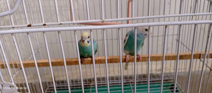 Beautiful Budgies/ Australian parrots for Sale