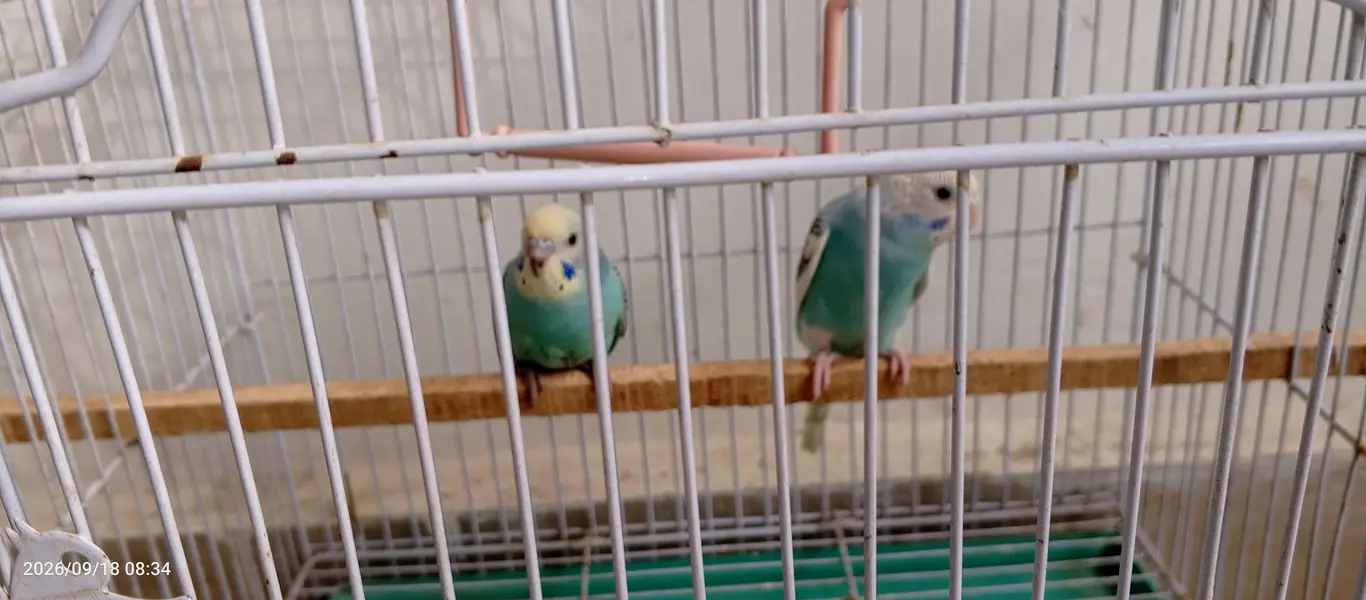 Beautiful Budgies/ Australian parrots for Sale with cage — photo 2