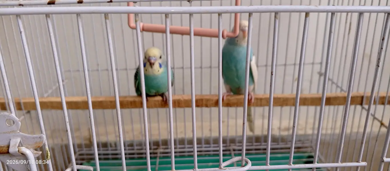 Beautiful Budgies/ Australian parrots for Sale with cage — photo 3