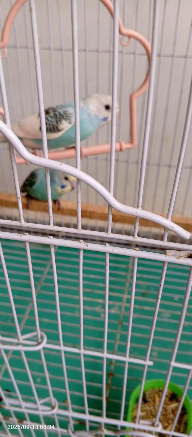 Beautiful Budgies/ Australian parrots for Sale with cage — photo 5