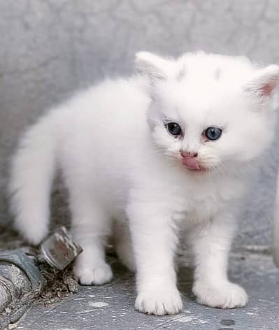 Persian Kitten Triple coated Blue Eyes