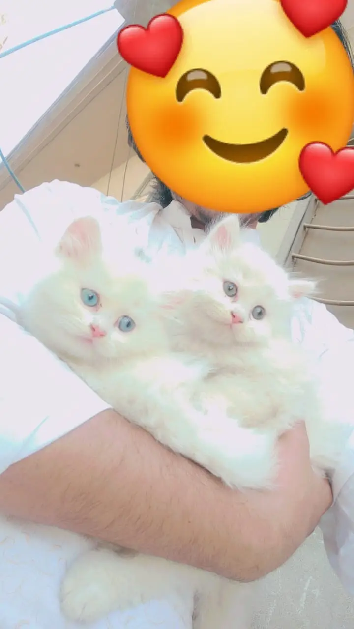 Persian Kitten Triple coated Blue Eyes — photo 2