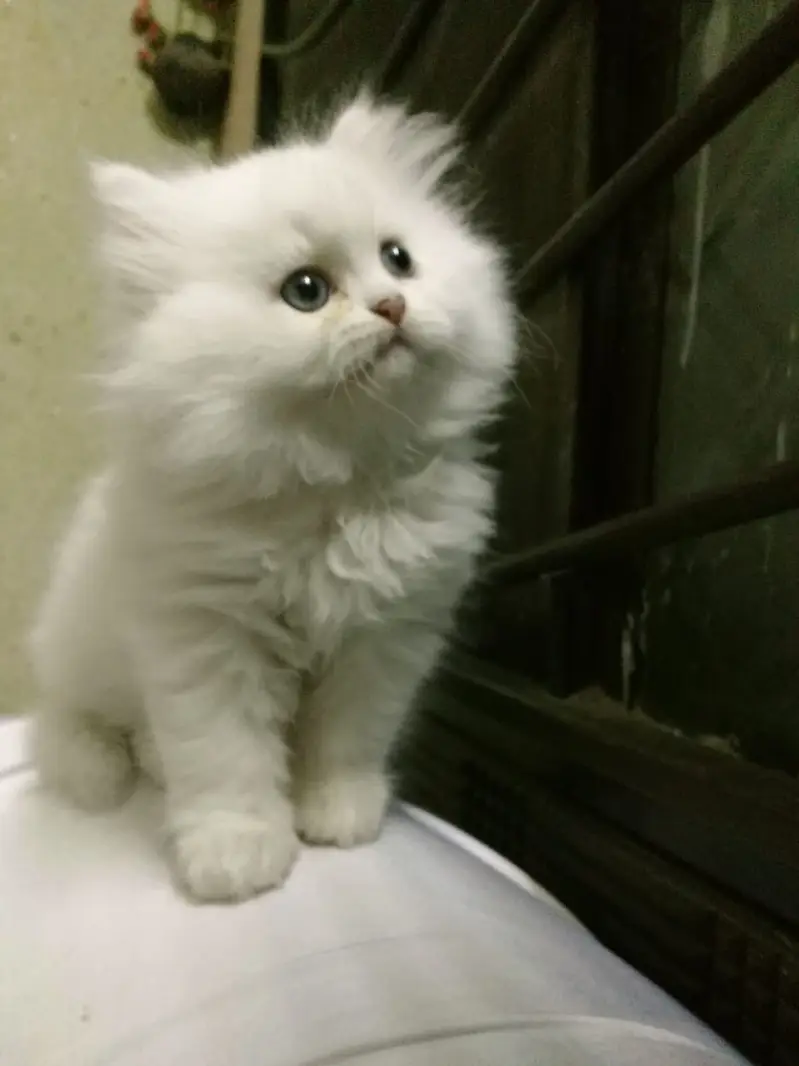 Persian Kitten Triple coated Blue Eyes — photo 3