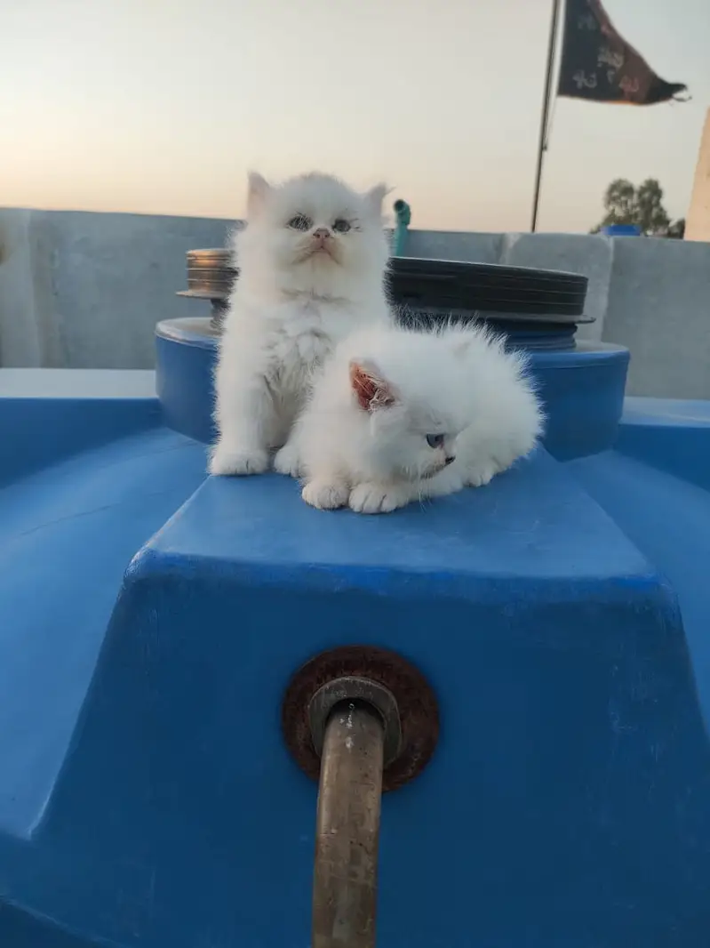 Persian Kitten Triple coated Blue Eyes — photo 4