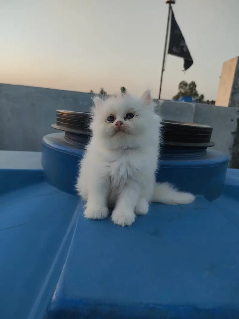 Persian Kitten Triple coated Blue Eyes — photo 5