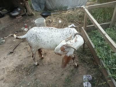 makki chani bakri