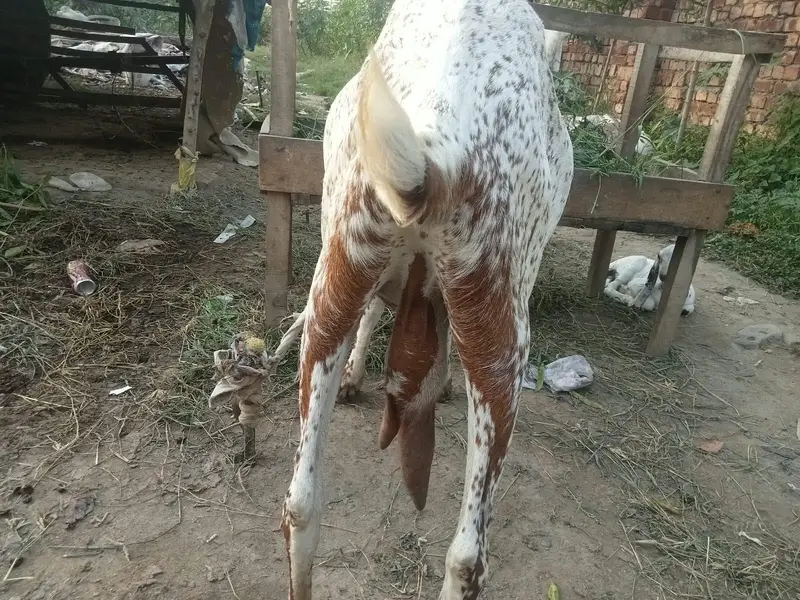 makki chani bakri — photo 2