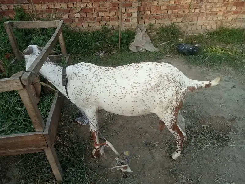 makki chani bakri — photo 3