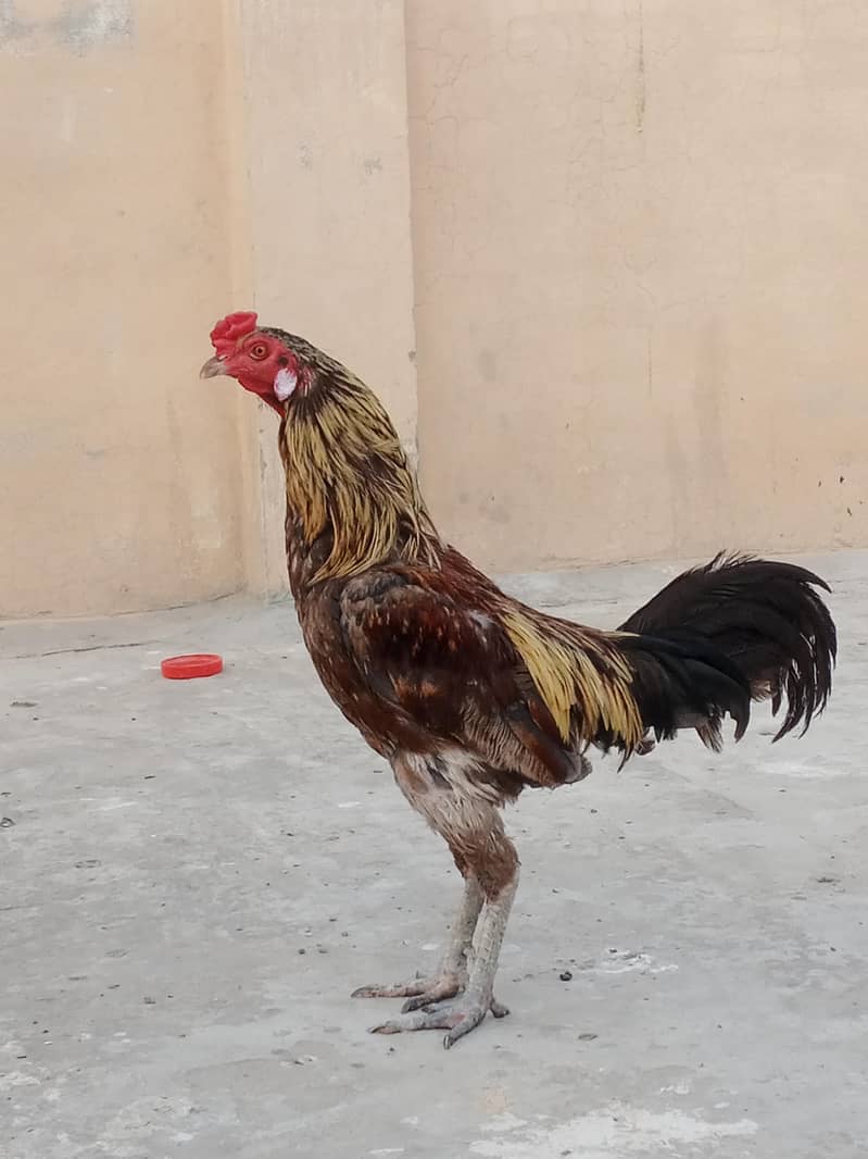 Murga 0