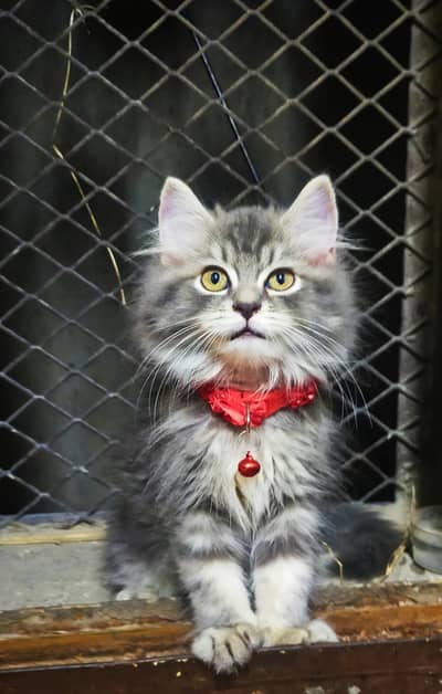 Persian doll face triple coat male