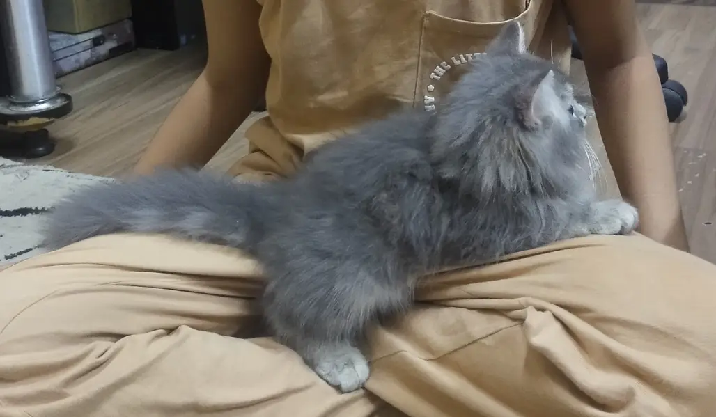 Persian doll face triple coat male — photo 3