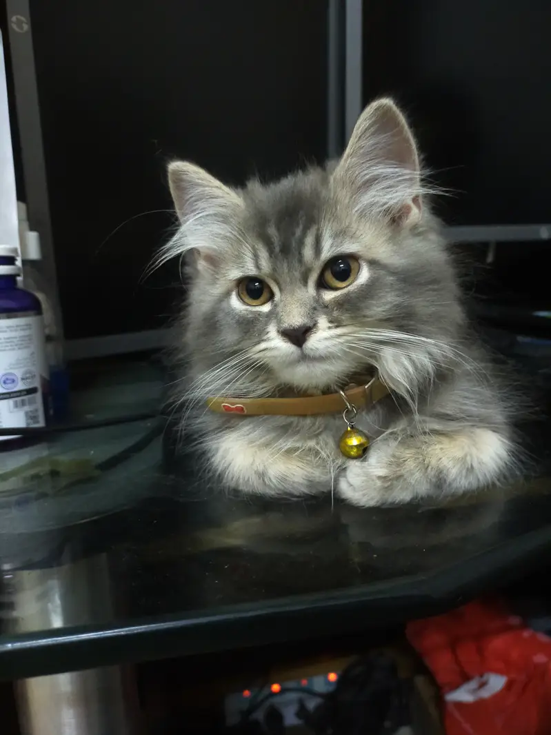 Persian doll face triple coat male — photo 4