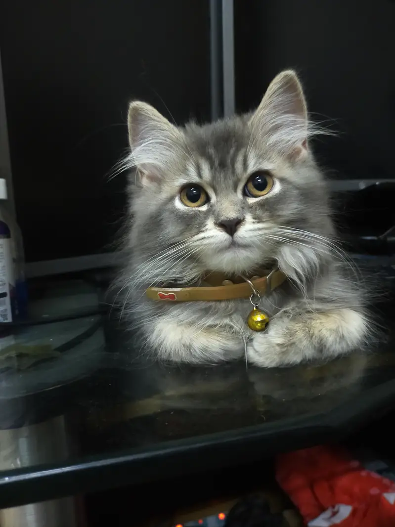 Persian doll face triple coat male — photo 5