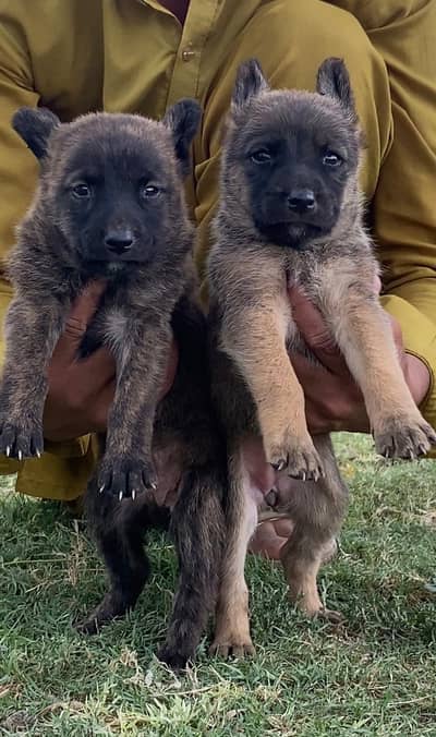 Alsatian bhagyani security guard pair 2 month for sale