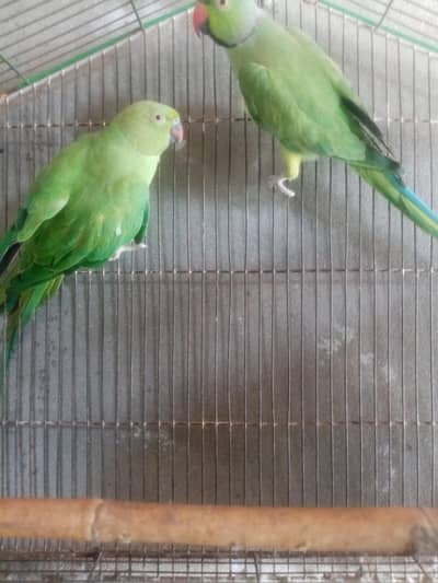 healthy and breeder