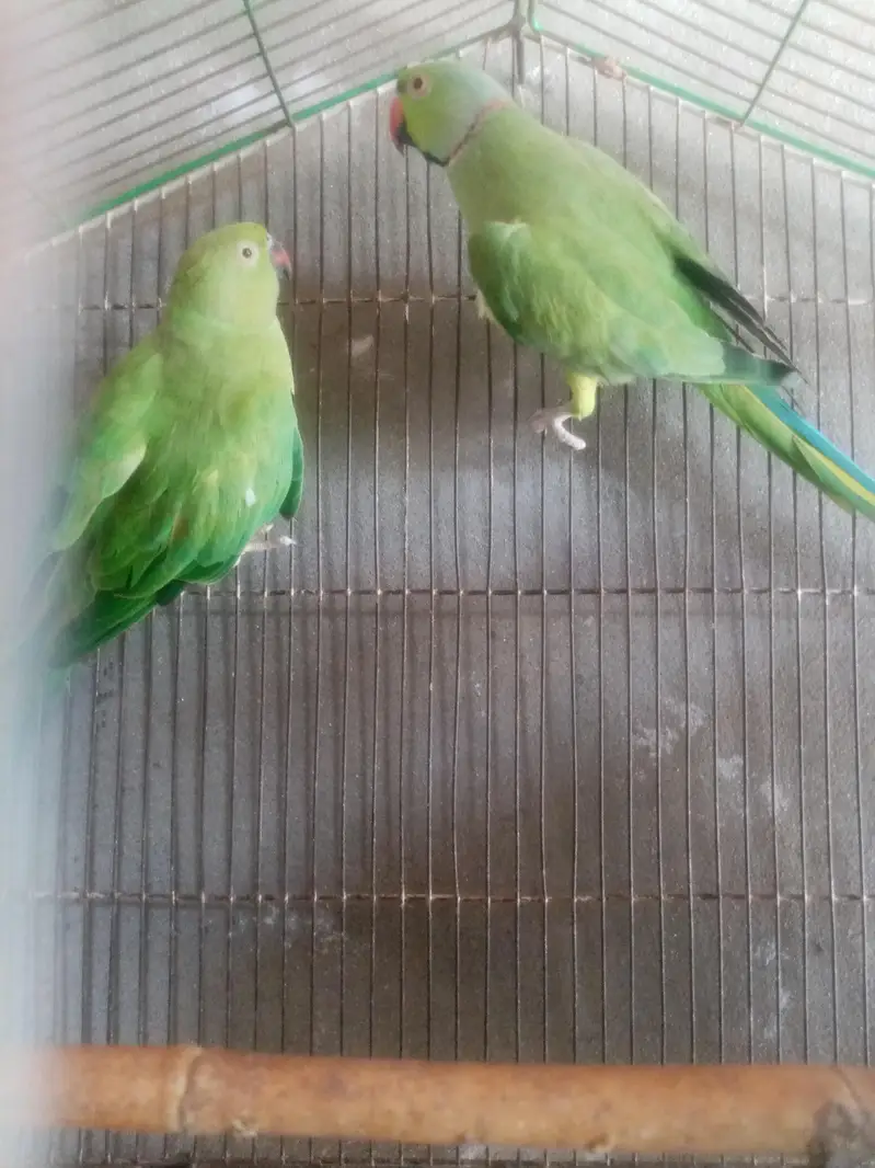 healthy and breeder — photo 2