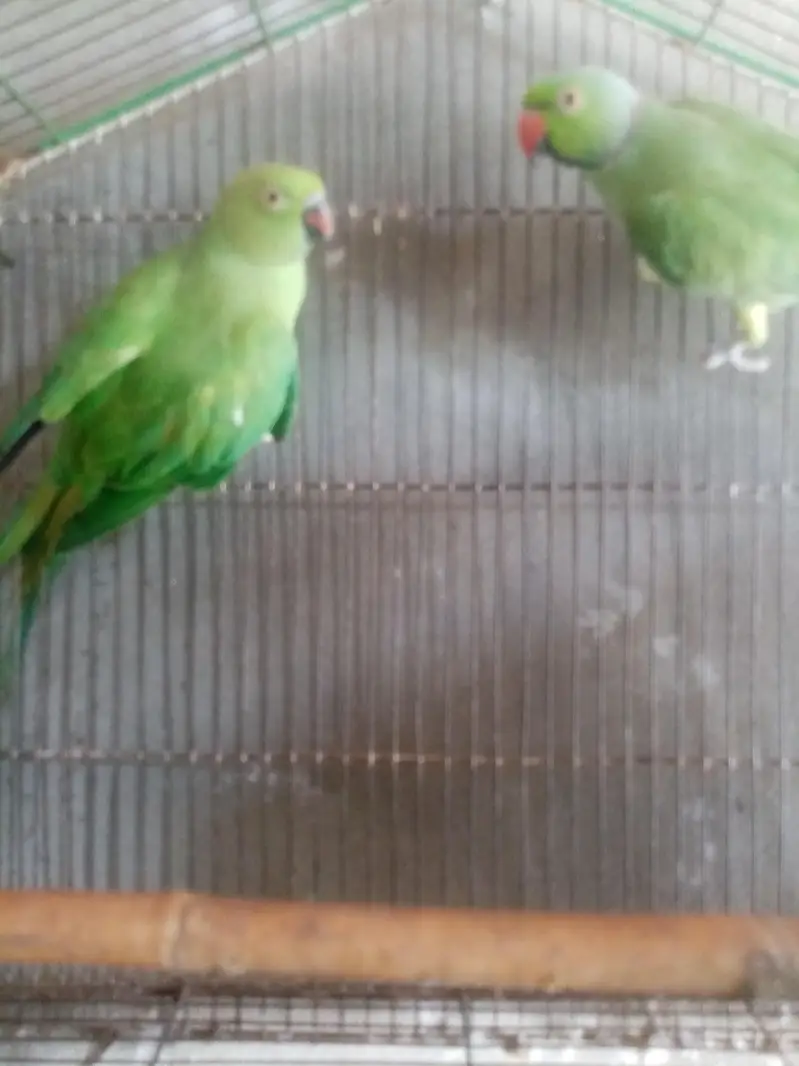 healthy and breeder — photo 3