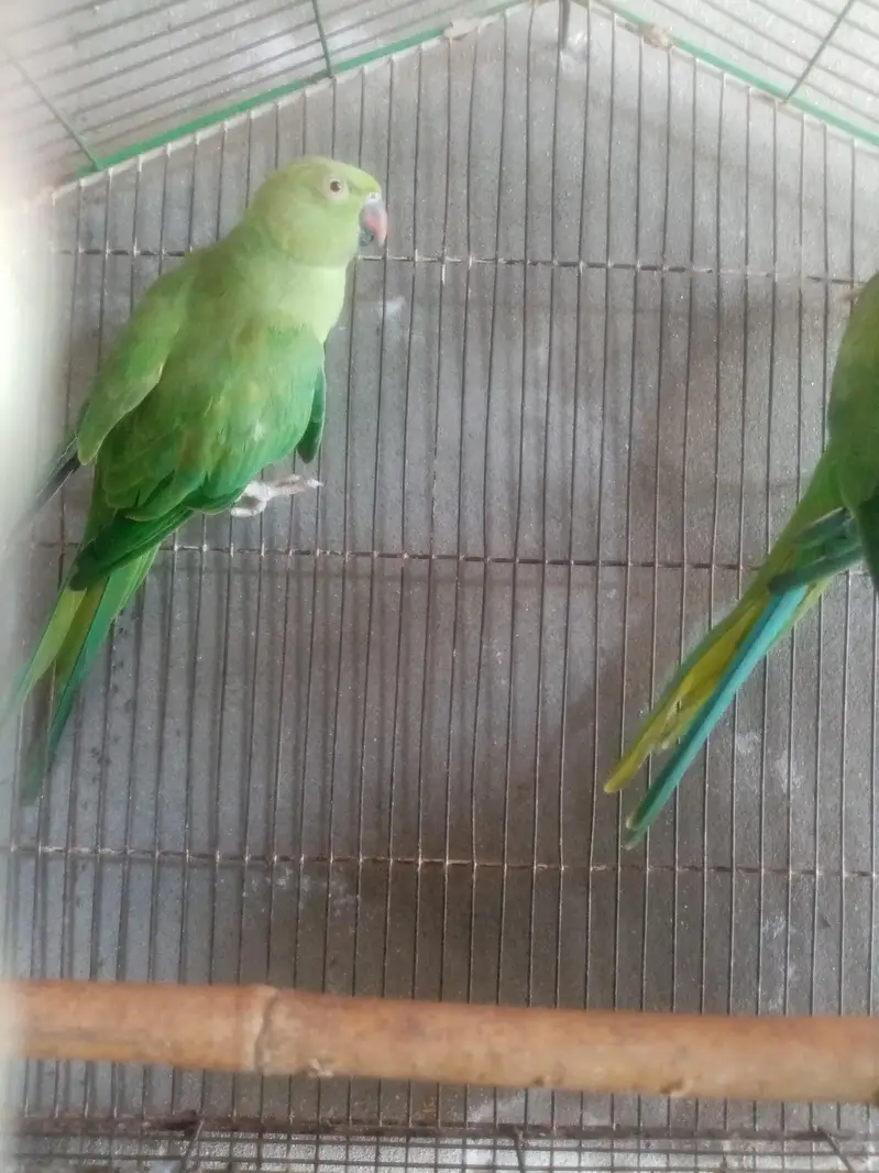 healthy and breeder — photo 4