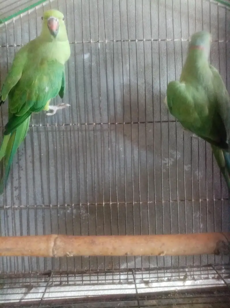 healthy and breeder — photo 5