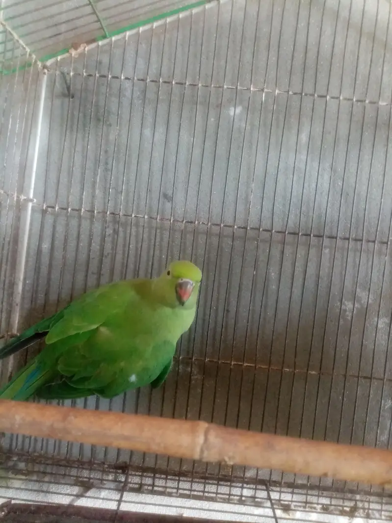 healthy and breeder — photo 6