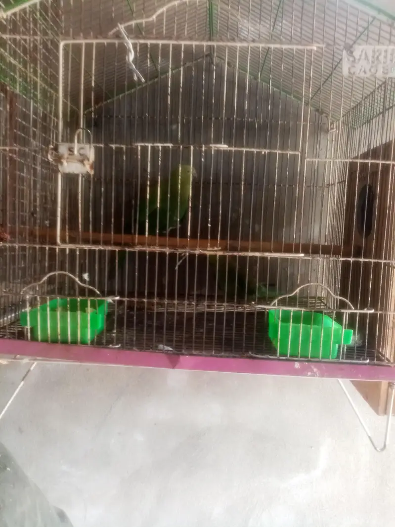 healthy and breeder — photo 7