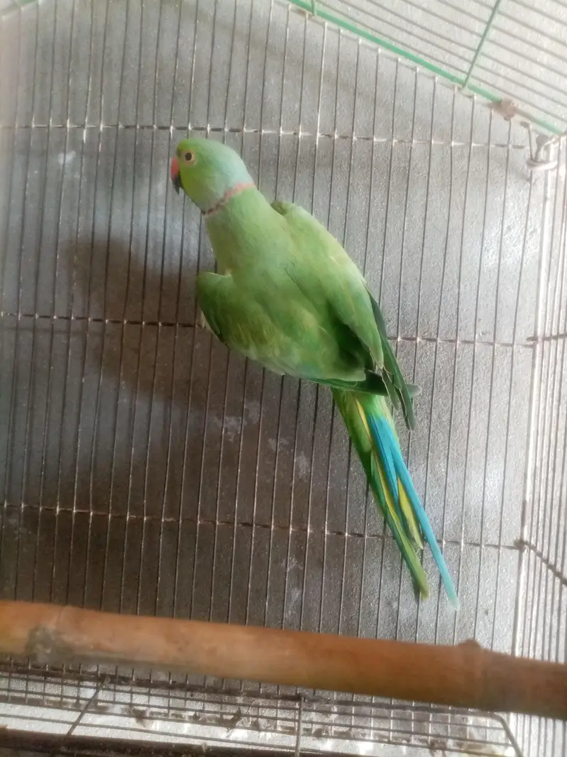 healthy and breeder — photo 8