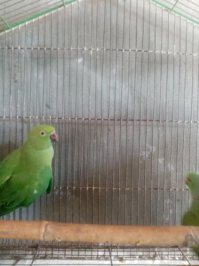 healthy and breeder — photo 9
