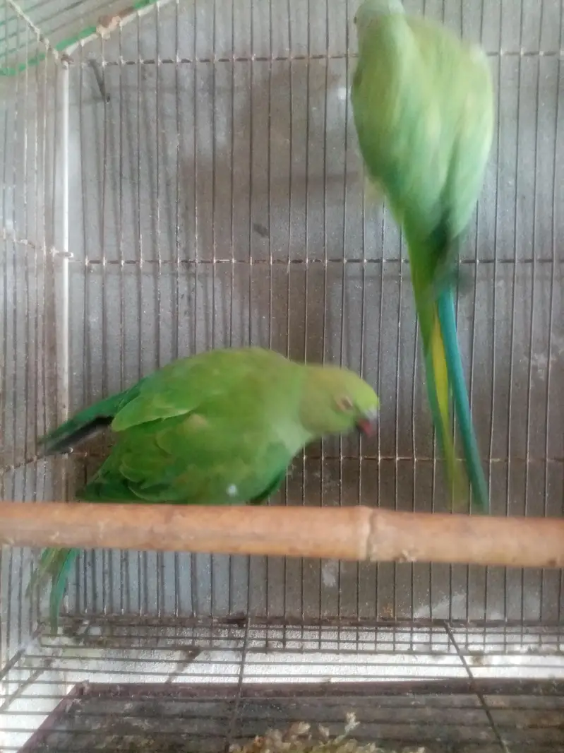 healthy and breeder — photo 10