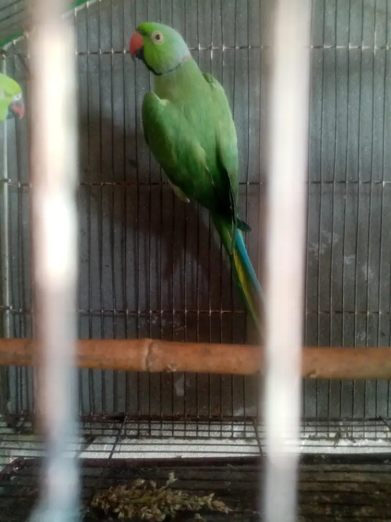 healthy and breeder — photo 11