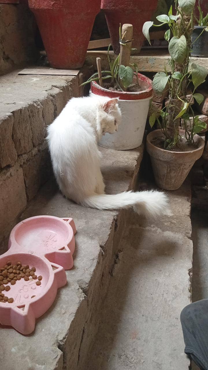 Persian cat. . . age 1 year female 0